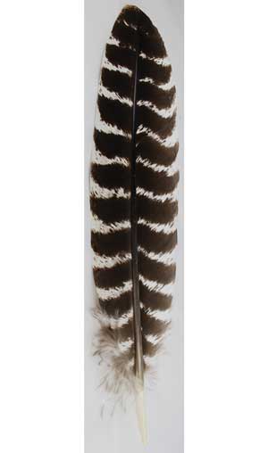 Barred Wing Smudging Feather 12"